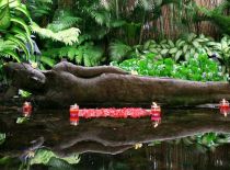 Villa Nalina, Lily pond